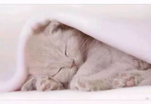 (猫咪四肢凉是不是要死了)当猫四肢冰凉，需警惕四种可能的疾病发展情况