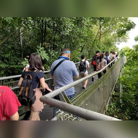 (丛林鸟大冒险阵容推荐)丛林鸟大冒险宝贝原生下载：探索神秘丛林，寻找宝藏！