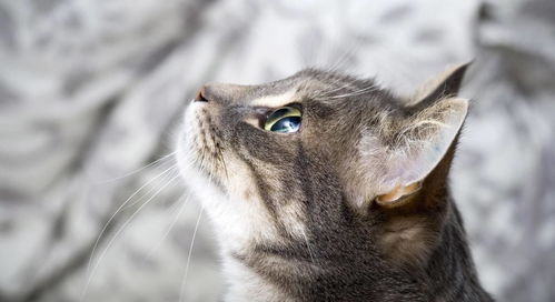 探寻最强小猫的奥秘:揭秘世界上最厉害的猫咪是如何独霸领域的 探寻最强小猫的奥秘:揭秘世界上最厉害的猫咪是如何独霸领域的