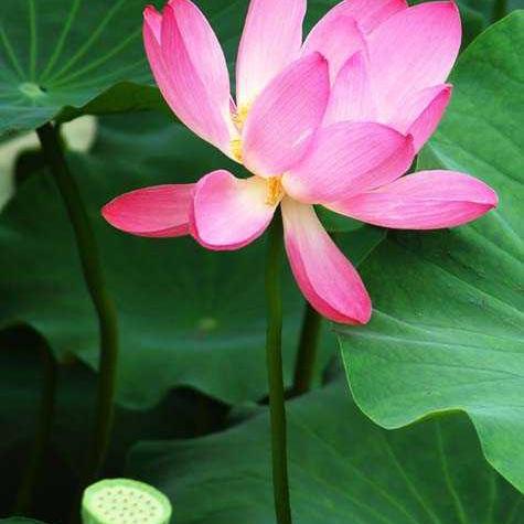 (电脑桌面风景壁纸高清全屏)美丽的电脑桌面风景壁纸全屏:让你的工作空间护眼又养心