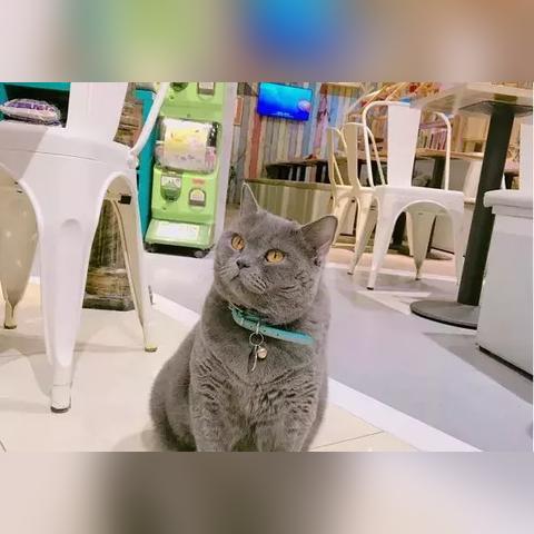 (猫语咖啡游戏攻略)探寻猫语咖啡旧版九游,发现隐藏在回忆中的童年乐园 (猫语咖啡游戏攻略)探寻猫语咖啡旧版九游,发现隐藏在回忆中的童年乐园