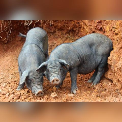 (ag动物狂欢如何抓狮子)AG动物狂欢狮子游戏：如何掌控狮子的野性？