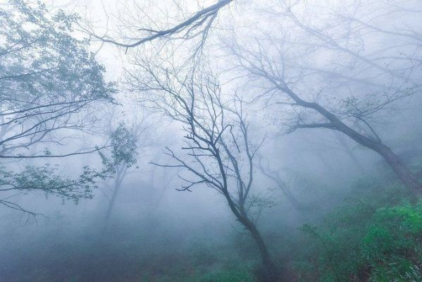 在幽静林深,我不知何处可寻云海最深处 在幽静林深,我不知何处可寻云海最深处