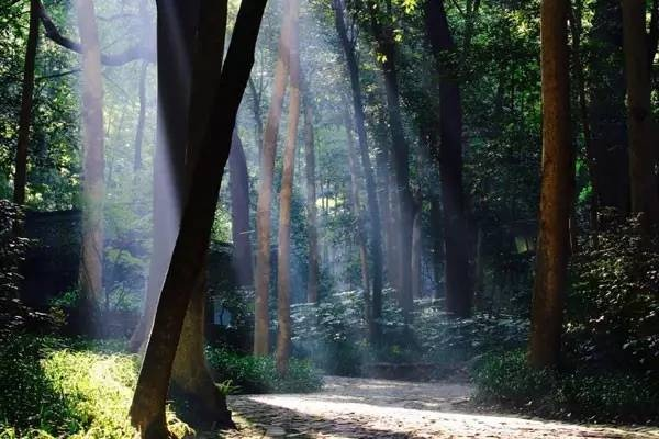 在幽静林深,我不知何处可寻云海最深处 在幽静林深,我不知何处可寻云海最深处