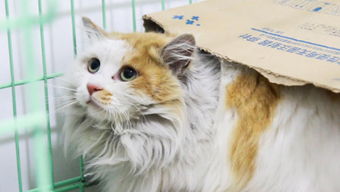 (猫和香水)揭秘花与香水与猫金色种子获取方法的奥秘 (猫和香水)揭秘花与香水与猫金色种子获取方法的奥秘