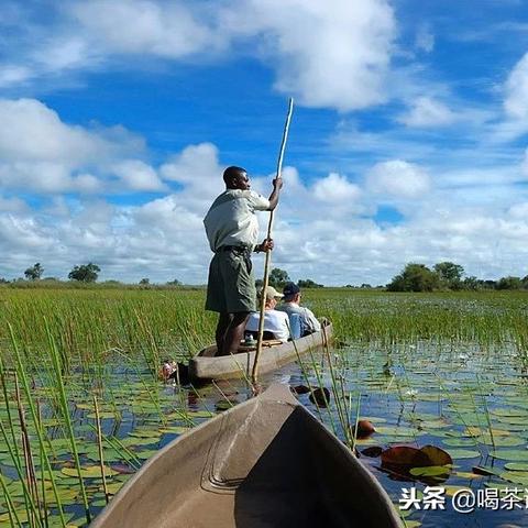 (恐龙战争4只恐龙)恐龙战争4:时空交错的史诗对决,新种群的崛起引发全球混乱