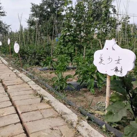 (种菜游戏推荐)“种菜建家园的游戏:打造自己的绿色乐园,享受农耕乐趣” (种菜游戏推荐)“种菜建家园的游戏:打造自己的绿色乐园,享受农耕乐趣”