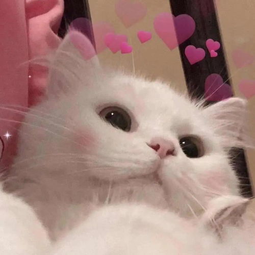 桶桶说萌宠：一窥可爱宠物的日常生活和趣事分享