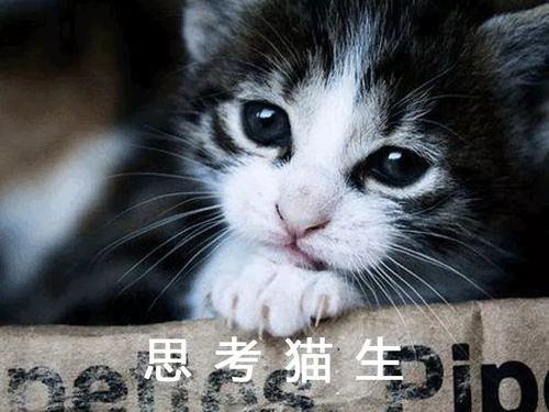 桶桶说萌宠:一窥可爱宠物的日常生活和趣事分享 桶桶说萌宠:一窥可爱宠物的日常生活和趣事分享