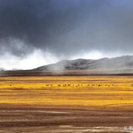动物人间第二部漫画最新更新章节，故事精彩继续，情节更加扣人心弦