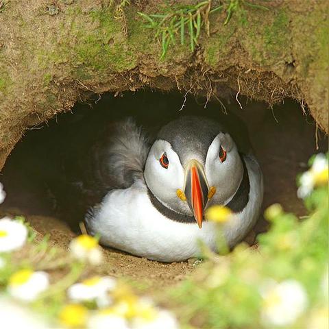 种树的四个步骤:选择位置、准备土壤、挖洞栽植、浇水施肥的技巧 种树的四个步骤:选择位置、准备土壤、挖洞栽植、浇水施肥的技巧