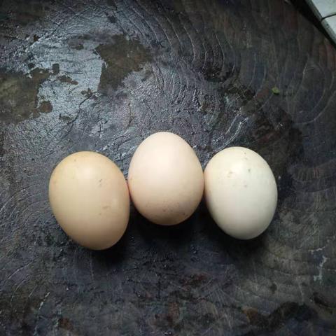 (爆蛋行动最新版)揭秘“爆蛋行动”的背后：深度解析行动代码与策略全解析