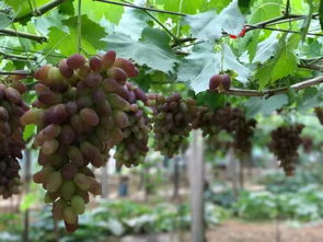 (主角得到离火神炉的小说)穿越离火之境,闯入封神幻想世界 (主角得到离火神炉的小说)穿越离火之境,闯入封神幻想世界