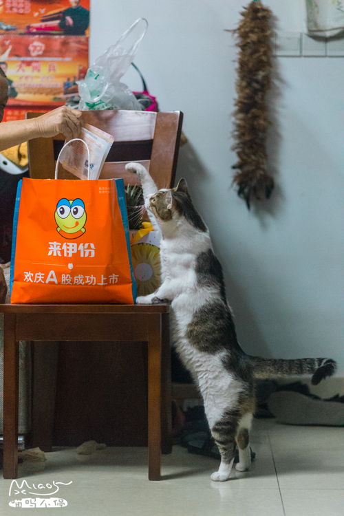 我家猫开的修仙中心:揭秘无限鱼干的神奇秘密与背后的万界修真奇遇 我家猫开的修仙中心:揭秘无限鱼干的神奇秘密与背后的万界修真奇遇