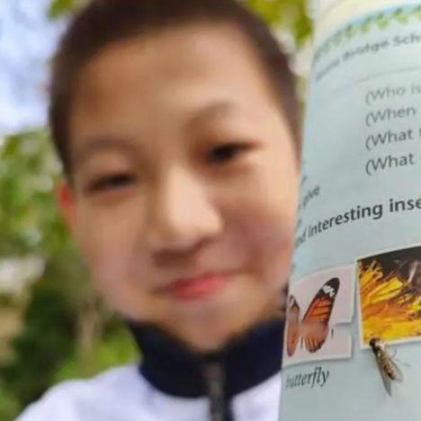 (学校不让用小蜜蜂)教育部明令禁止学校使用小蜜蜂作为教学道具