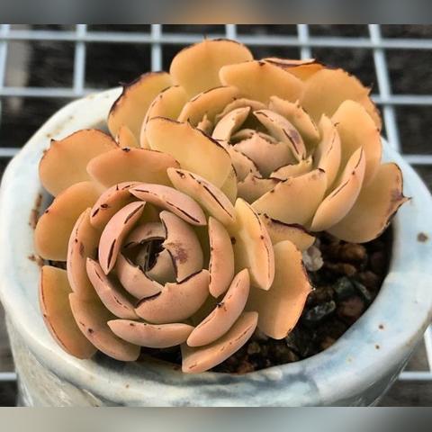 (适合室内光照少的植物)最适合低光环境的10种大型室内植物，它们的生长力超乎想象