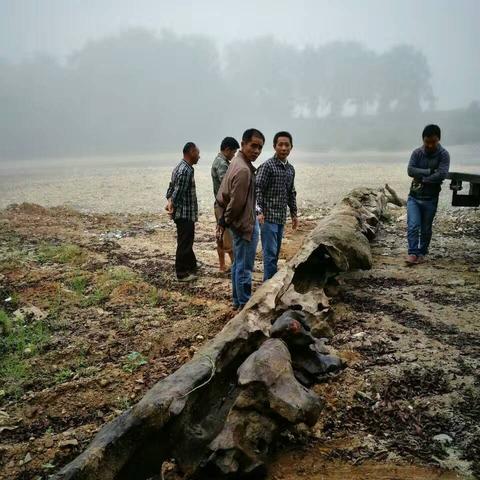 (沉木 作品)古老沉木的独特韵味：创意无限的沉木作品展示