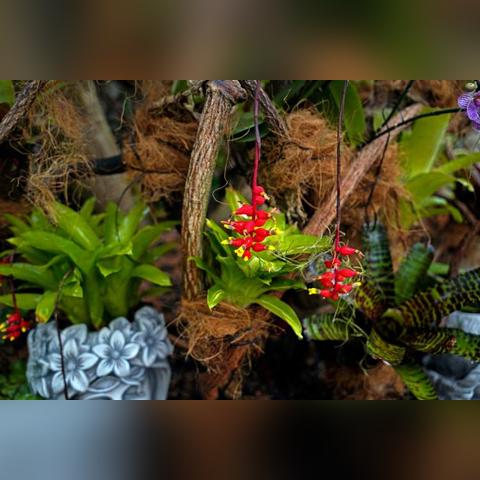 (精灵世界里的神奇宝贝大师)探秘精灵宝贝世界：详细指南解析怎样才能获取稀有的大师球