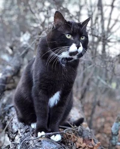 (勇敢冒险无所畏惧)勇敢猫:无畏探险者与胆怯战胜者,勇气与智慧的结合"。 (勇敢冒险无所畏惧)勇敢猫:无畏探险者与胆怯战胜者,勇气与智慧的结合"。