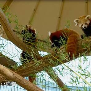 (萌宠西游手游)详解萌宠西游各职业特点，哪个职业更适合你？