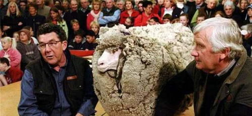 (养羊剪羊毛的游戏)刺激创意养绵羊游戏：体验剪羊毛乐趣