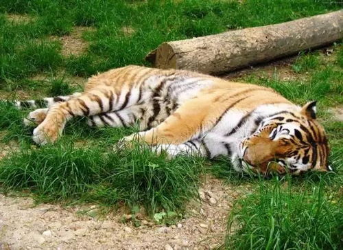 深度解析成语'老虎下山一张皮'的寓意及其在实际生活中的运用和影响