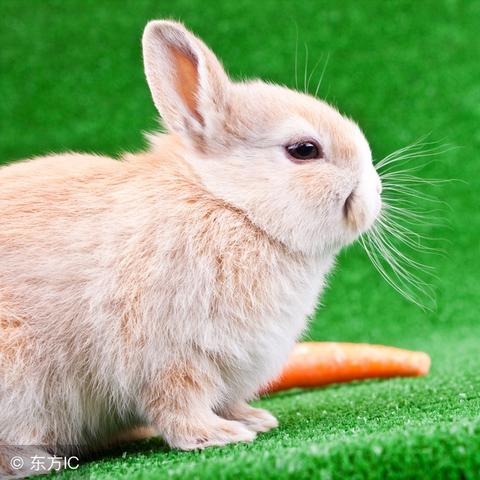 (兔兔赚钱游戏官方正版)兔了个兔赚钱小游戏：揭秘如何通过趣味游戏轻松赚取零花钱