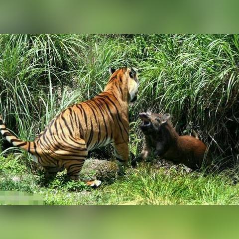 兽王争霸(无限钻石)：成为最强猎人，征服丛林王国，无限钻石助力征战