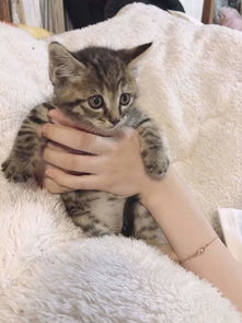 (小猫咪 小游戏)精彩纷呈的小猫咪游戏大全，快来体验可爱喵星人的乐趣！