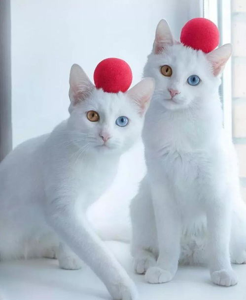 萌宠封神为何突然消失？揭秘萌宠封神突然消失背后的原因和内情