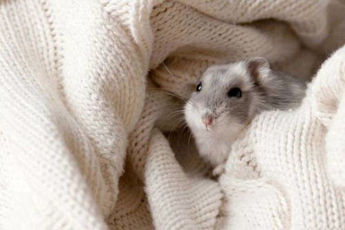 (我的世界 动物谷)探秘我的世界动物谷mod仓鼠:发现可爱小动物的乐园 (我的世界 动物谷)探秘我的世界动物谷mod仓鼠:发现可爱小动物的乐园