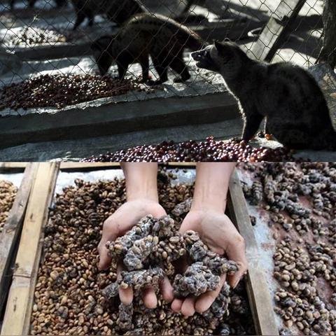 (灵猫传游戏视频)灵猫传官方正版下载：探索神秘古墓，解锁无尽冒险之旅