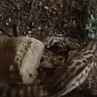 (灵猫传游戏视频)灵猫传官方正版下载:探索神秘古墓,解锁无尽冒险之旅 (灵猫传游戏视频)灵猫传官方正版下载:探索神秘古墓,解锁无尽冒险之旅