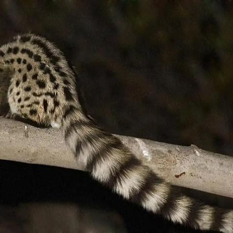 (灵猫传游戏视频)灵猫传官方正版下载:探索神秘古墓,解锁无尽冒险之旅 (灵猫传游戏视频)灵猫传官方正版下载:探索神秘古墓,解锁无尽冒险之旅