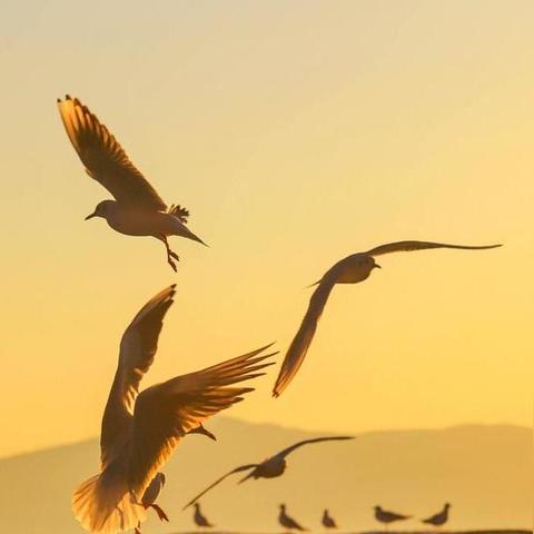 (秋之回忆安卓汉化下载)秋之回忆汉化ios版下载体验:萦绕在秋季的深情叙事游戏 (秋之回忆安卓汉化下载)秋之回忆汉化ios版下载体验:萦绕在秋季的深情叙事游戏