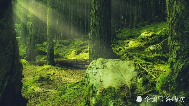 (森罗啥意思)探寻森罗意思：解读大自然中隐藏的深意与奥秘