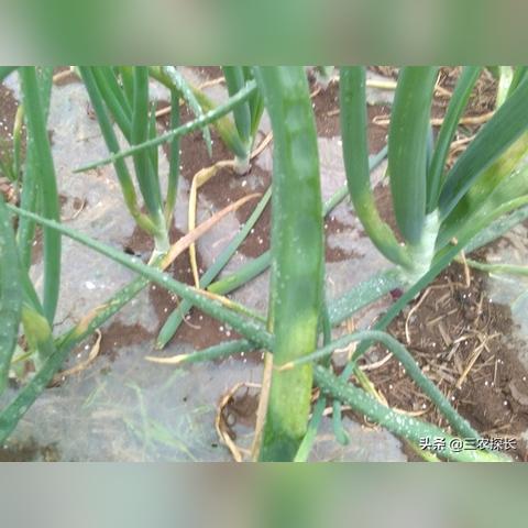 (洋葱骑士叫啥)羊葱骑士团：传说中的勇士组织，守护着和平与正义的守护者