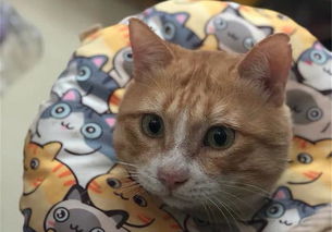 经常亲猫咪的嘴巴会得病吗?如何保护我们的佳宠免受口腔问题的困扰? 经常亲猫咪的嘴巴会得病吗?如何保护我们的佳宠免受口腔问题的困扰?