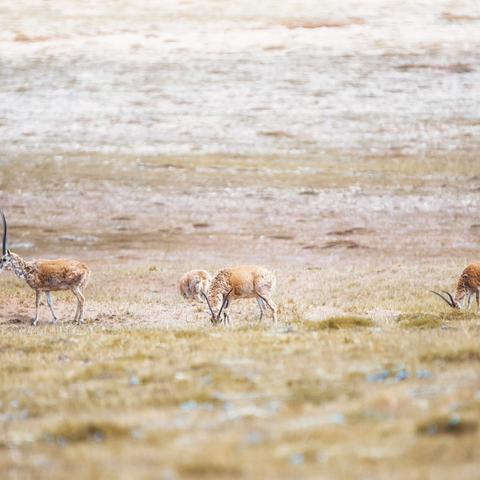 (类似于塔防的游戏)探索新领域：类似塔防精灵的游戏大集合