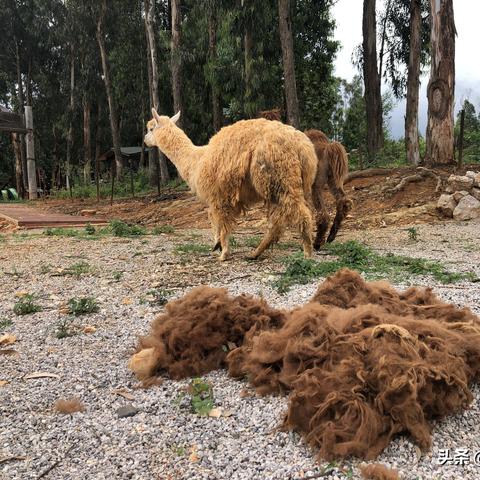 探索互动娱乐新模式：以梦幻动物园游戏为载体，打造畅享自然科学教育的新奇体验