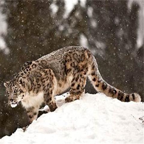 (山海经的奇珍异兽大全)探寻《山海经》中的奇珍异宝：神秘图鉴与古代文明的奇妙交汇