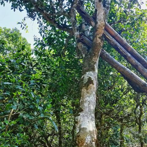 (双至尊2021)什么是双至尊，它的含义和起源是什么？