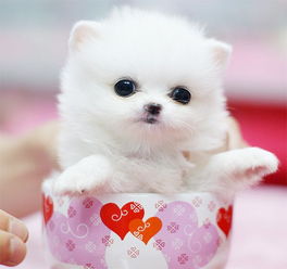 (可爱小皮卡)60元一只小型幼崽卡皮巴拉，绝对是您家庭的宠物首选