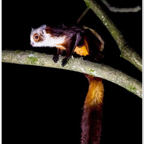 (神奇生物学)探索神奇生物的奇妙世界：开启奇幻旅程的神奇生物课程