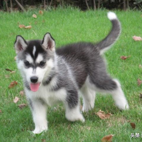 探寻狩猎吧原始人远古兽培养秘笈：哪只远古生物能助你积累实力与资源？