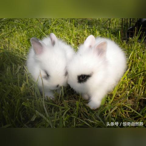 萌力冲刺萌力值:如何全方位提升可爱指数,成为大家心中的宠物宝贝 萌力冲刺萌力值:如何全方位提升可爱指数,成为大家心中的宠物宝贝