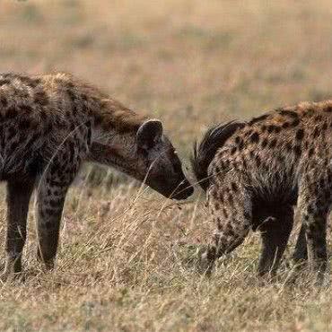 探究疯狂掠食者的游戏策略：如何运用智谋赋予角色更强猎食能力?