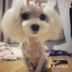 (宠物的价格一般多少钱)宠物一千：如何选择适合你的小伙伴以及照顾它们的注意事项