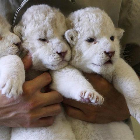 (狩猎吧!原始人)探寻狩猎吧原始人远古基因的奥秘：他们究竟干嘛用这些基因？