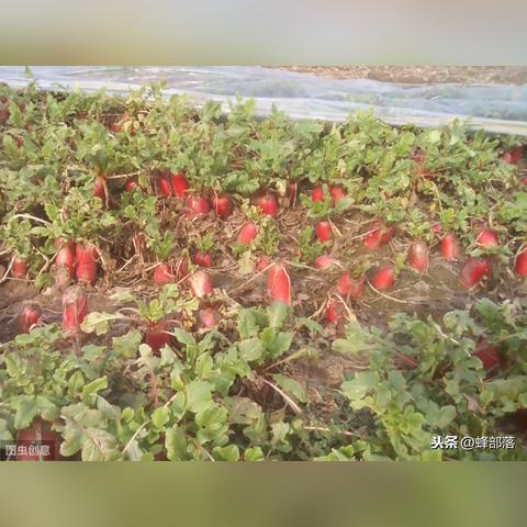 (部落守卫战44-5)四十四级部落守卫战攻略，突破困局轻松获胜